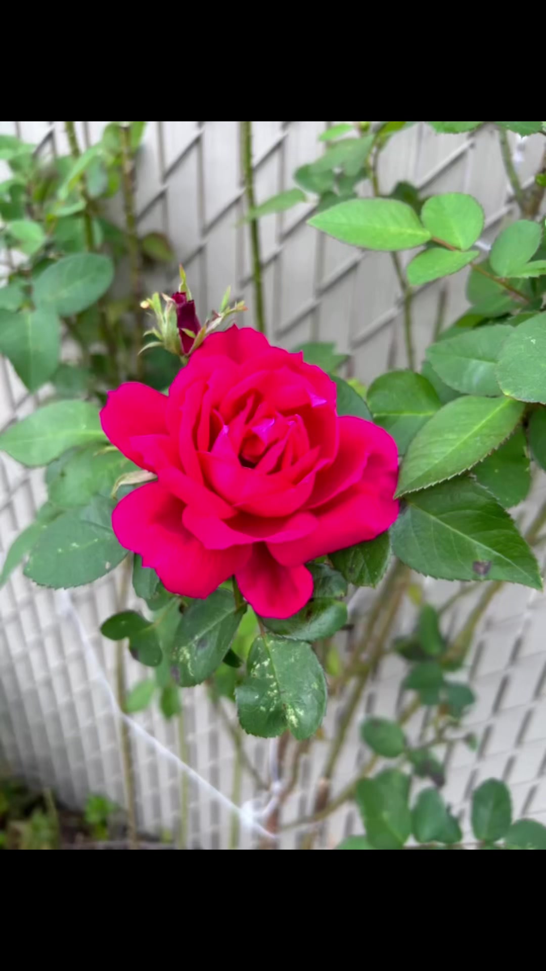 This gorgeous October Rose was in my neighbours yard. Just had to ...