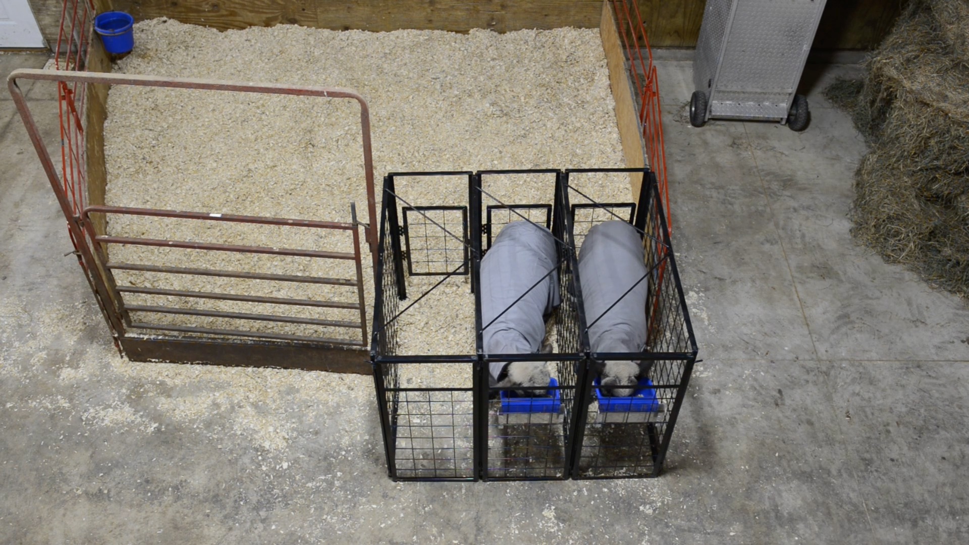 Feed with ease with the Stall Feeder! An ideal solution for feeding ...