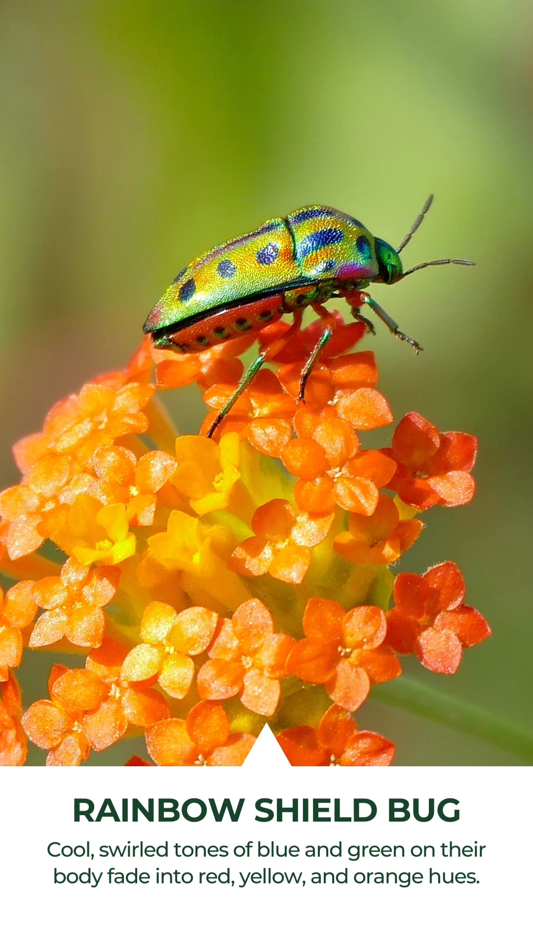 Bulwark Exterminating - Charlotte | Charlotte NC