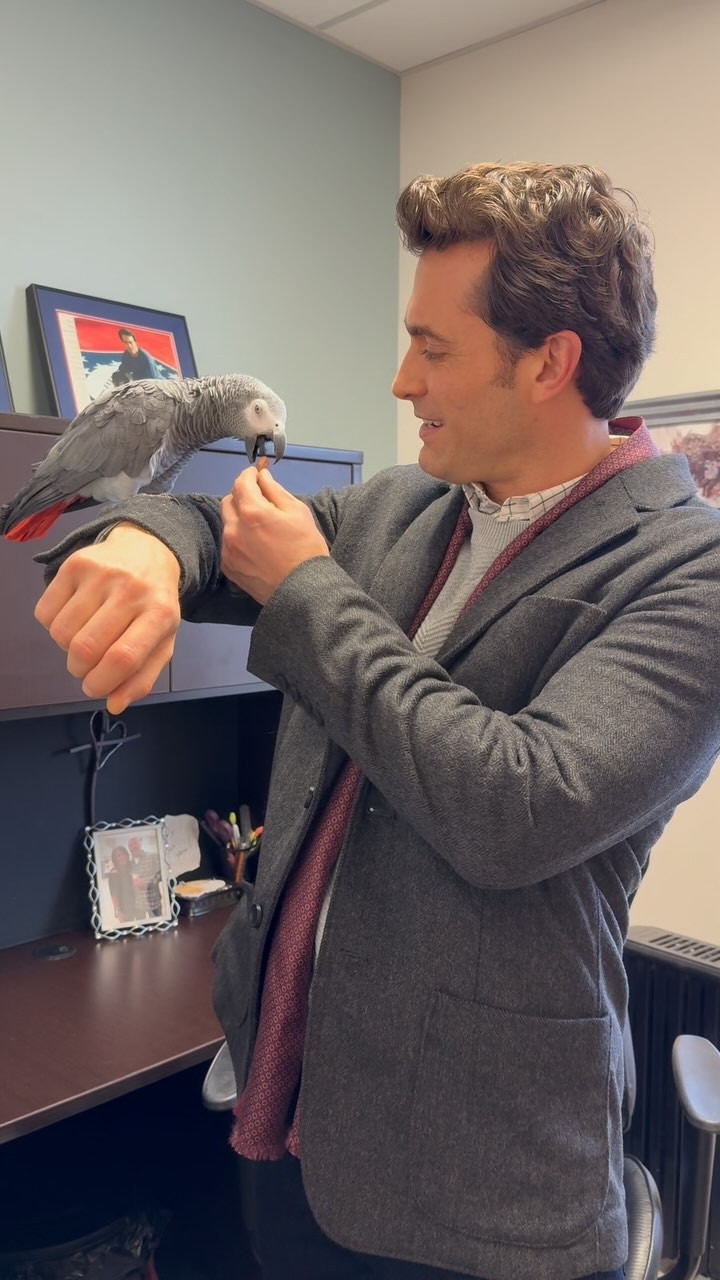 Actor Jonathan Stoddard introduces Caesar, an African Grey who is ...