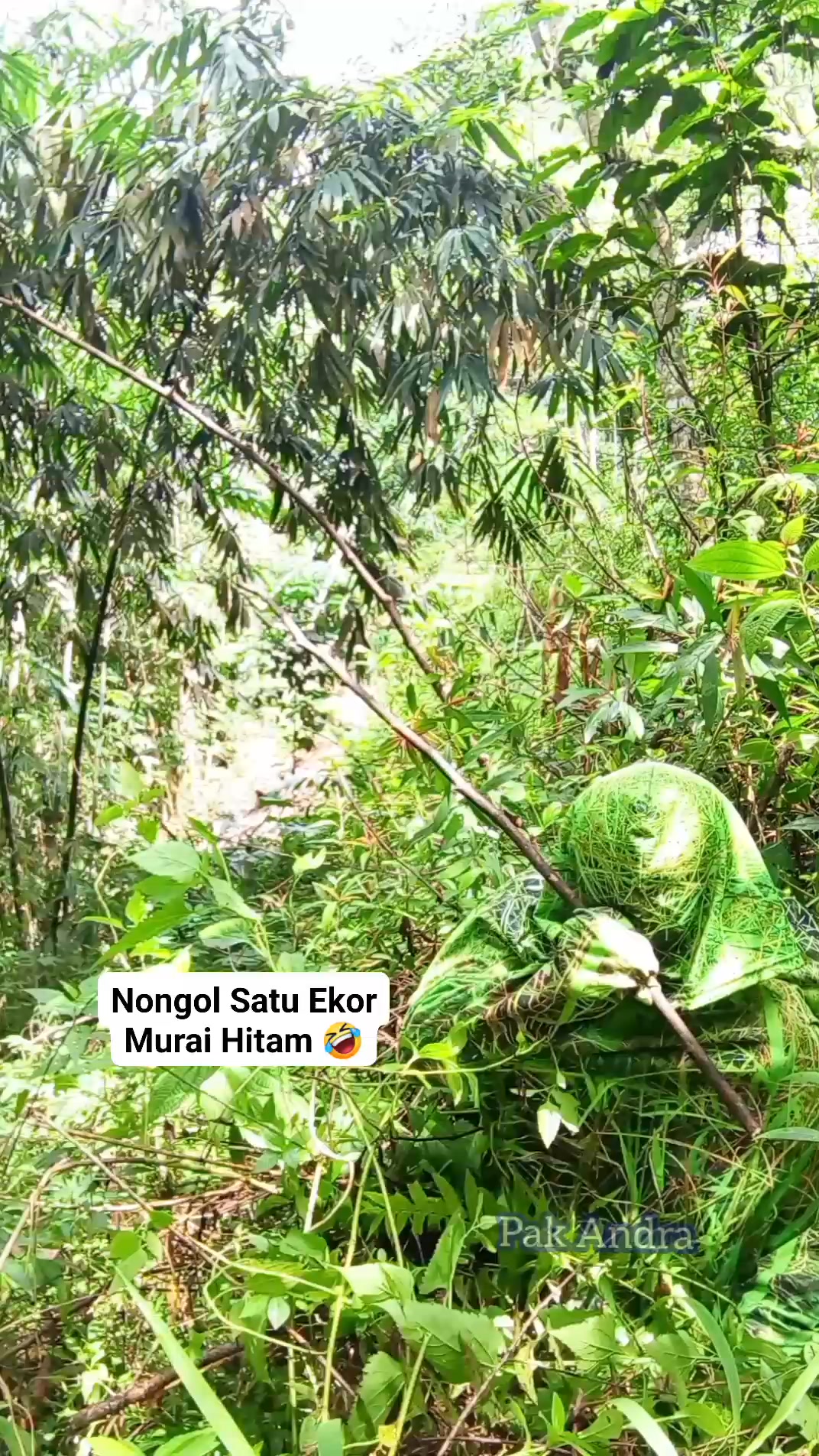 Penyamaran Mikat Burung Murai Hitam #mikatburung #fyp | Pak Andra ...