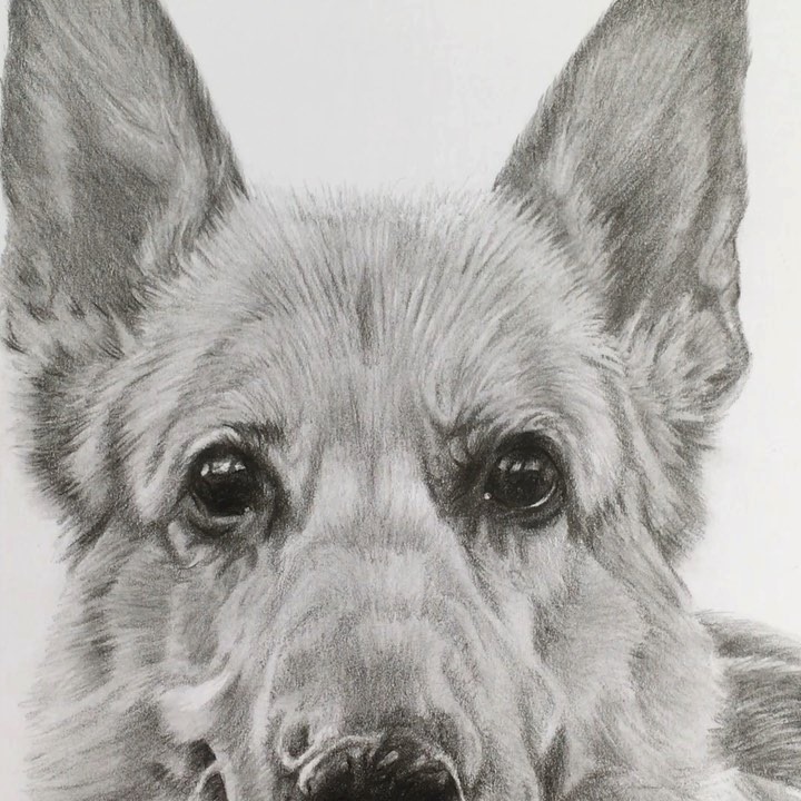 Cassie... it’s time for your close up! ️ . . . . #germanshepherd # ...