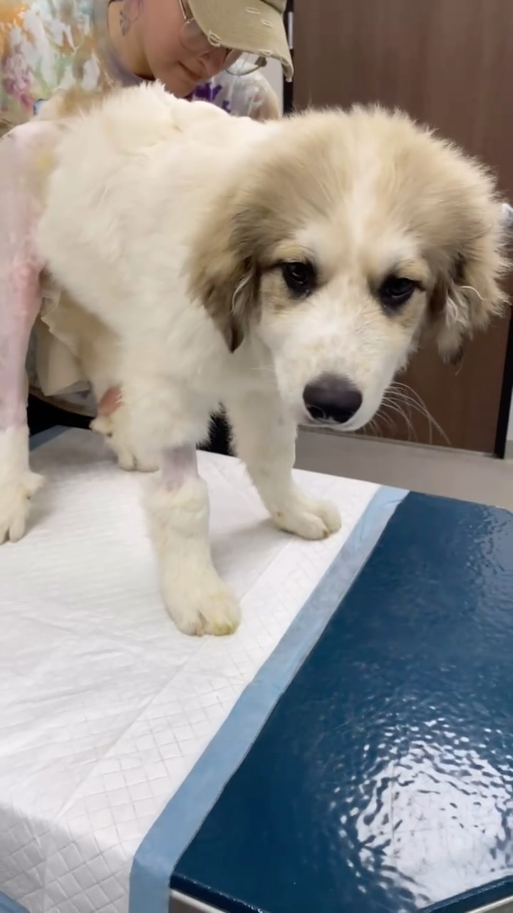 Sam is learning to walk again after being hit by a car. He had a FHO ...