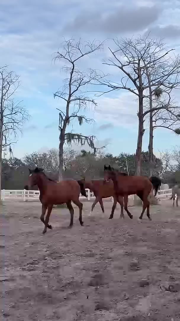 Horse Riding ｜ Horse lover ｜ Best Horses ｜ Happy horses #horselover # ...