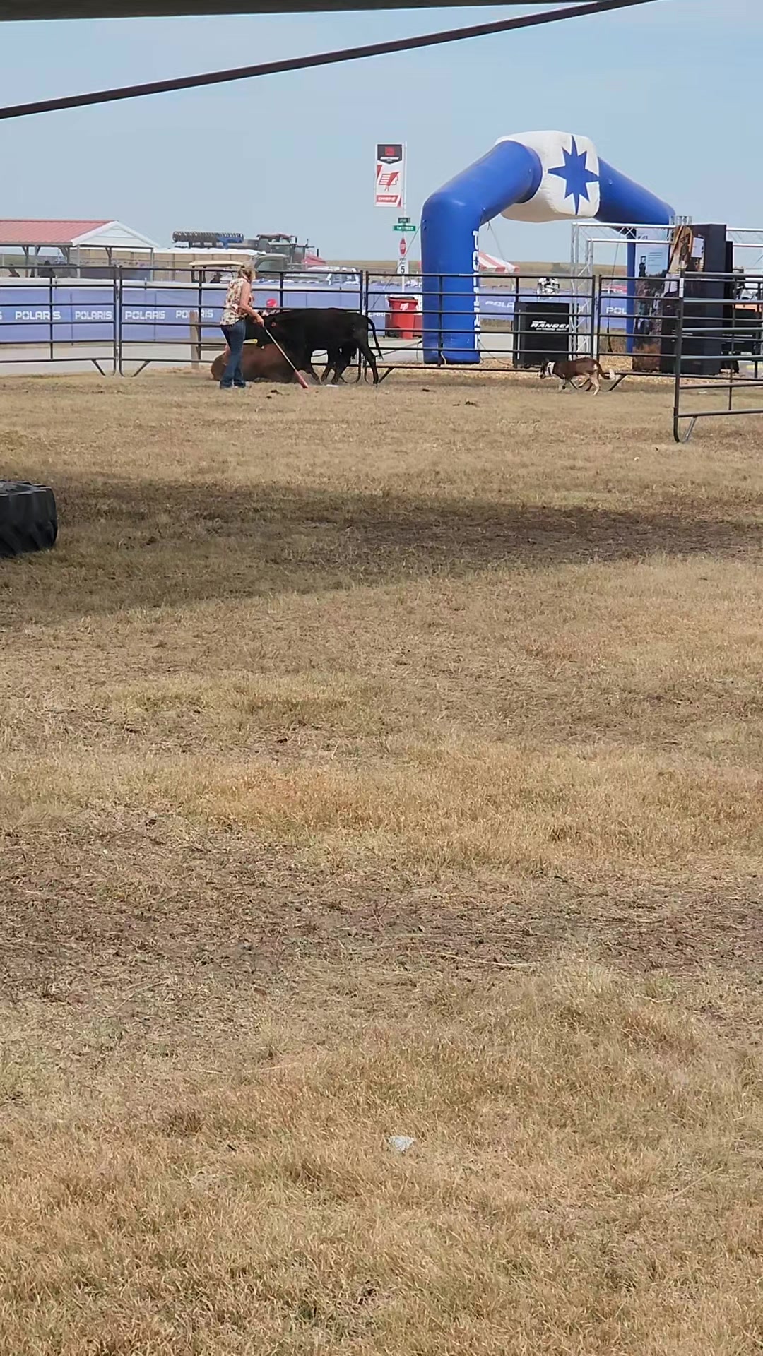 Ponderosa Ridge Ranch Stock dogs | Harrisburg NE