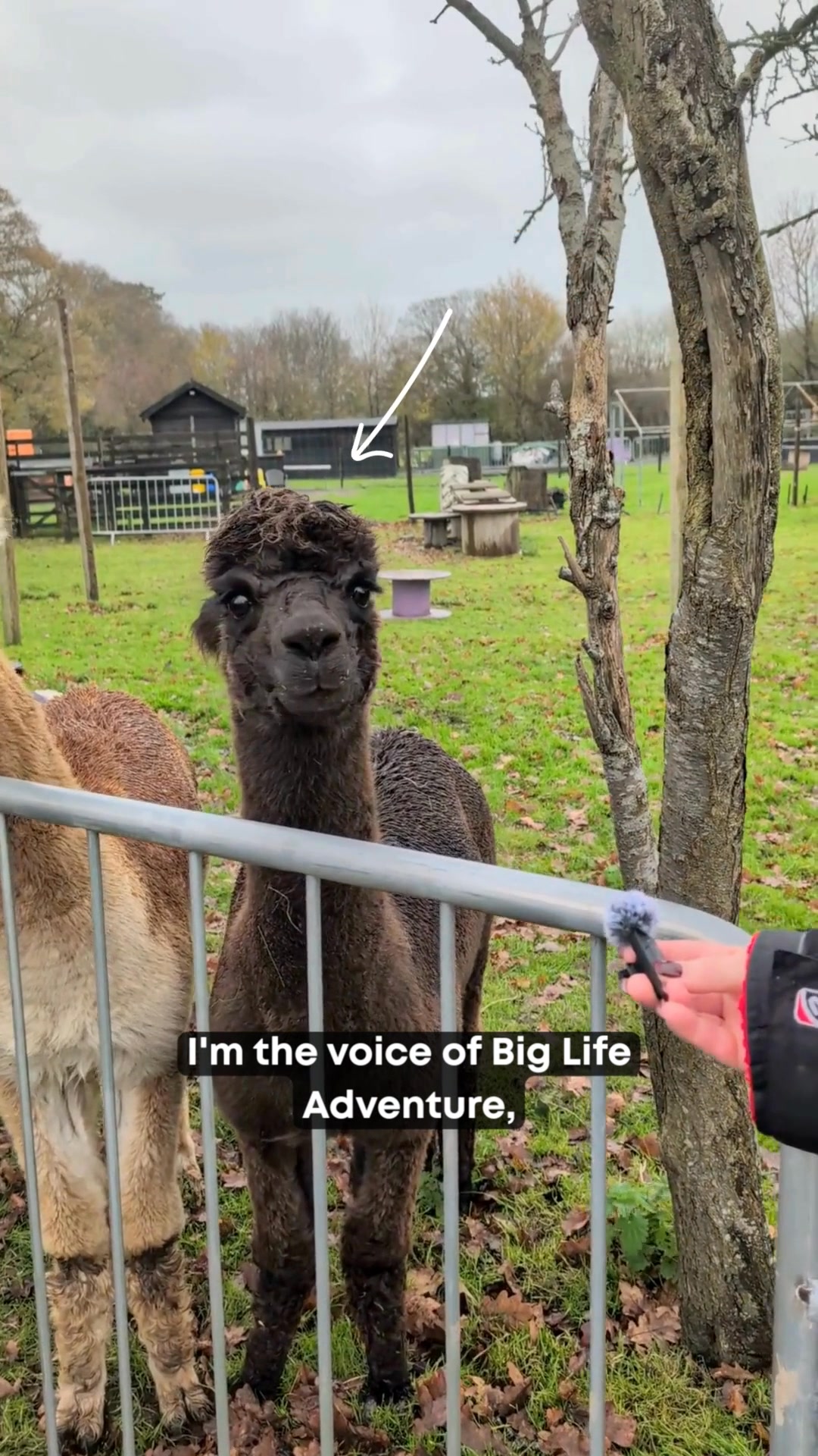 We had an interview with Dakota the Alpaca! #BigLifeAdventure # ...