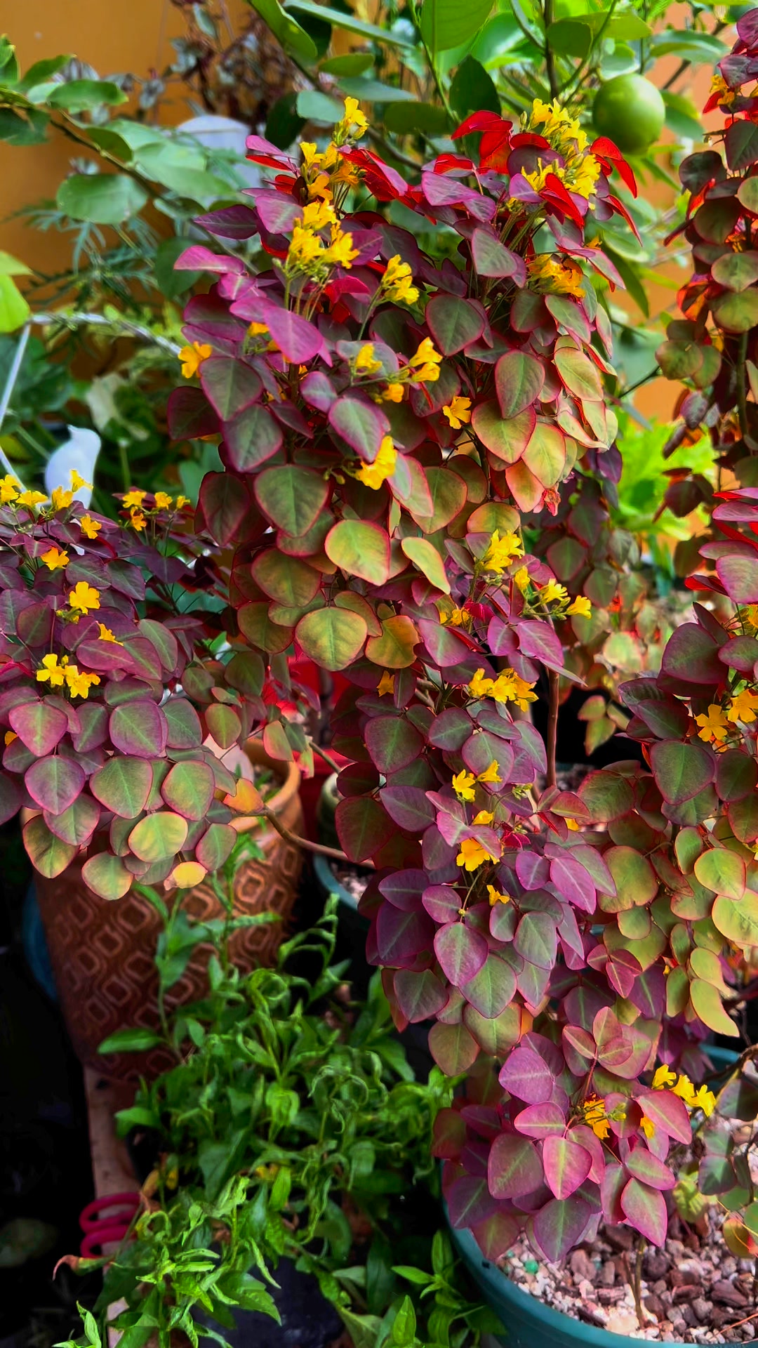 CHUỐI Garden - Plant Decor