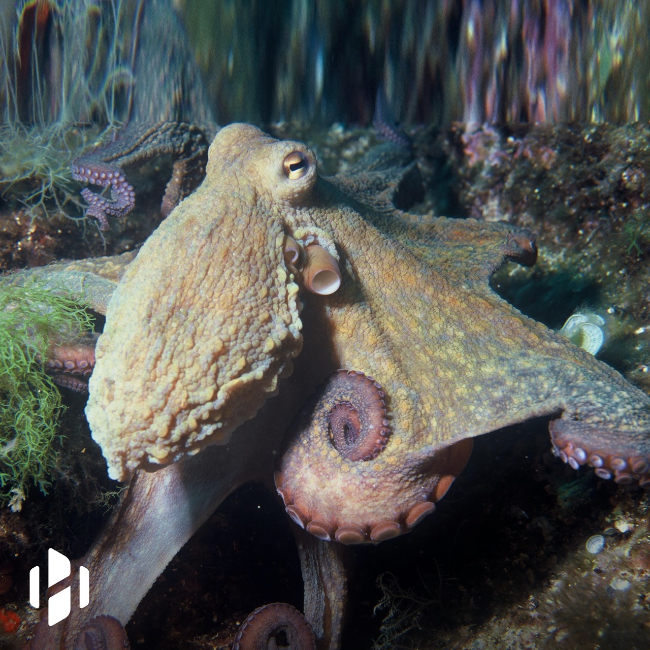 Female octopuses throw shells at unwanted males to keep them away ...