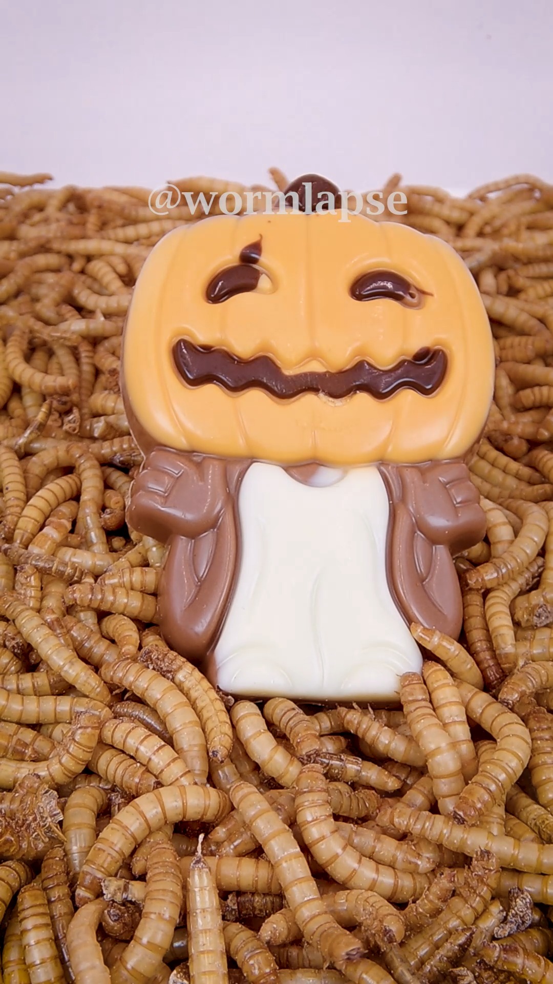 Mealworms vs. Halloween Candy Visit https://wormlapse.info and share ...