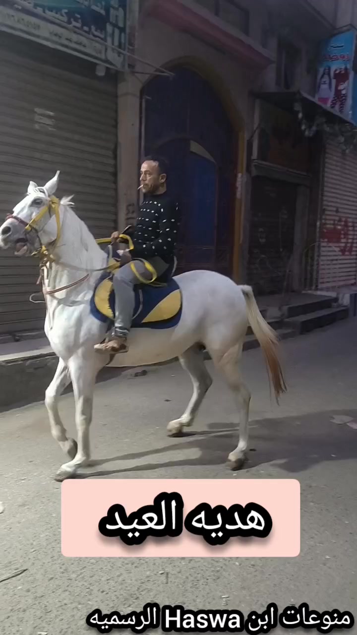 #فرستي خلفتها انثي ولدت عندي مرتين 🐎👉 #الخيل_العربي_الاصيل #اسعار_الخيل ...