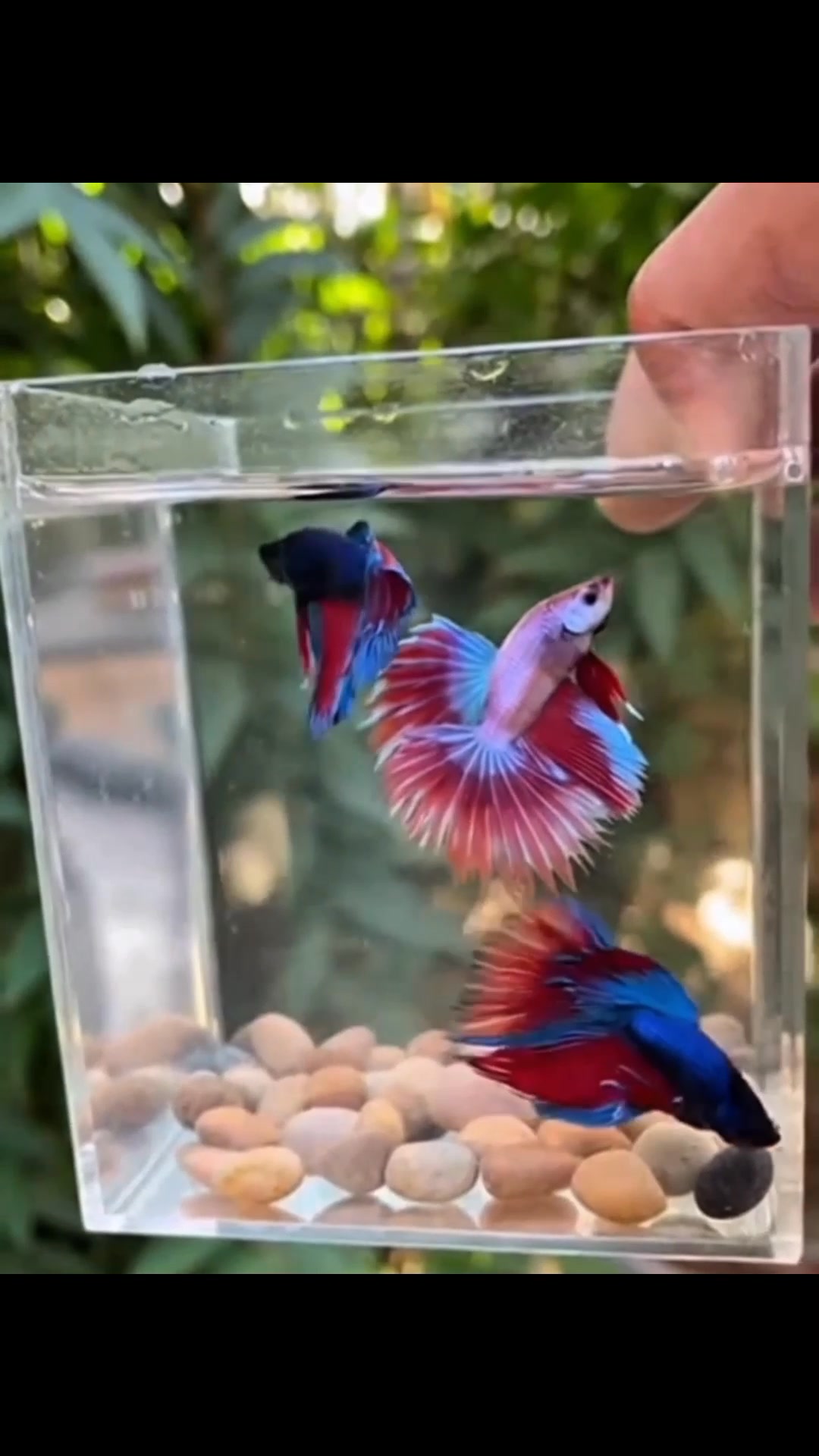 Three bettas, gently moving through crystal-clear water, each showing ...