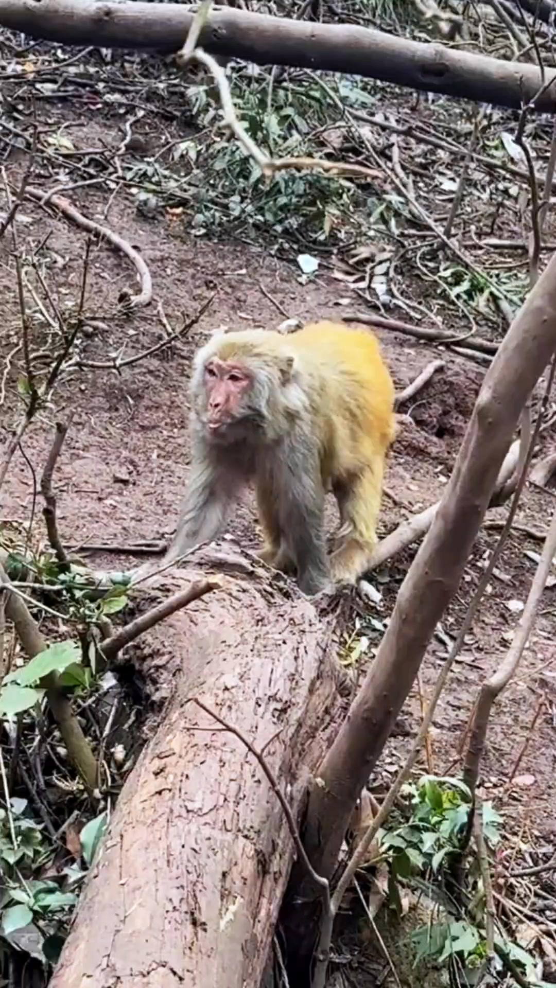 Hello Monkey CC - #monkeys #monkey #monkeysofinstagram... | Facebook