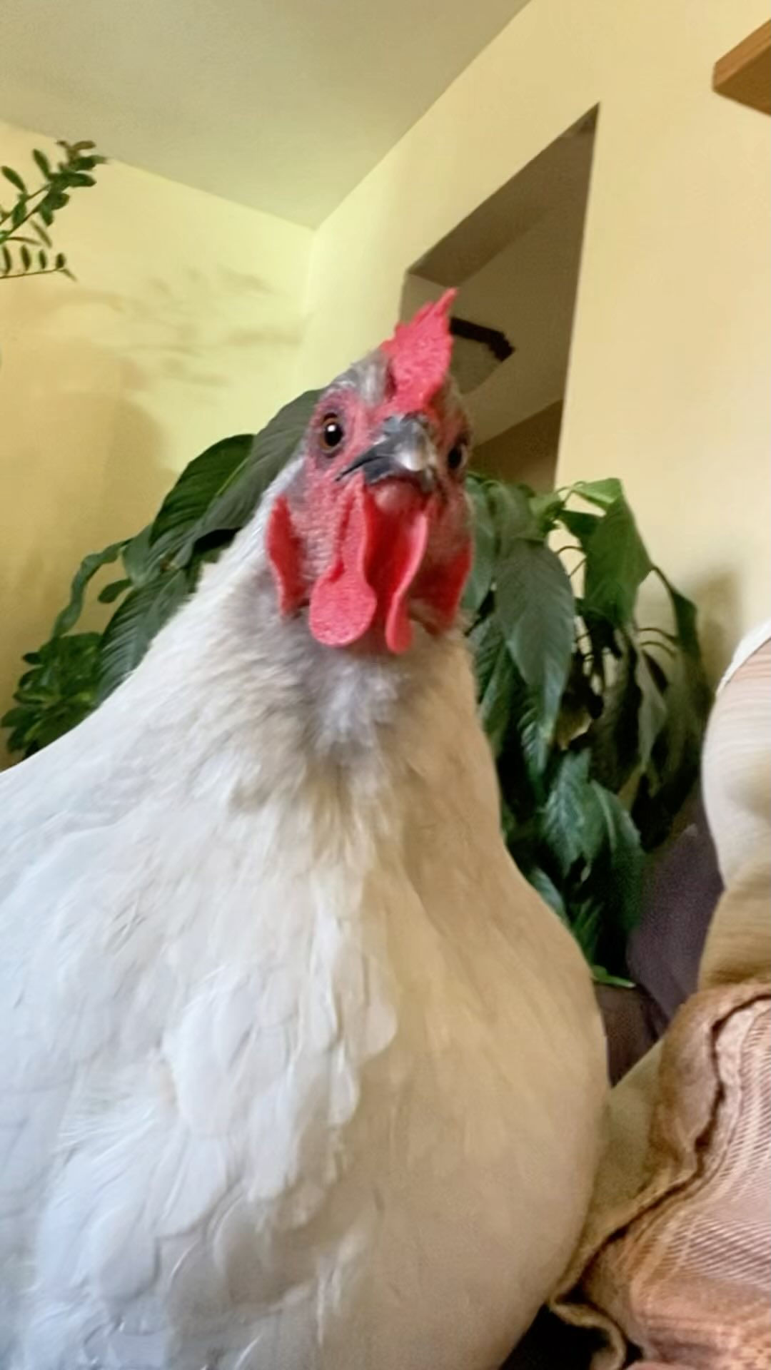 If you’re thinking of getting a cuddly lap chicken… this is your sign ...