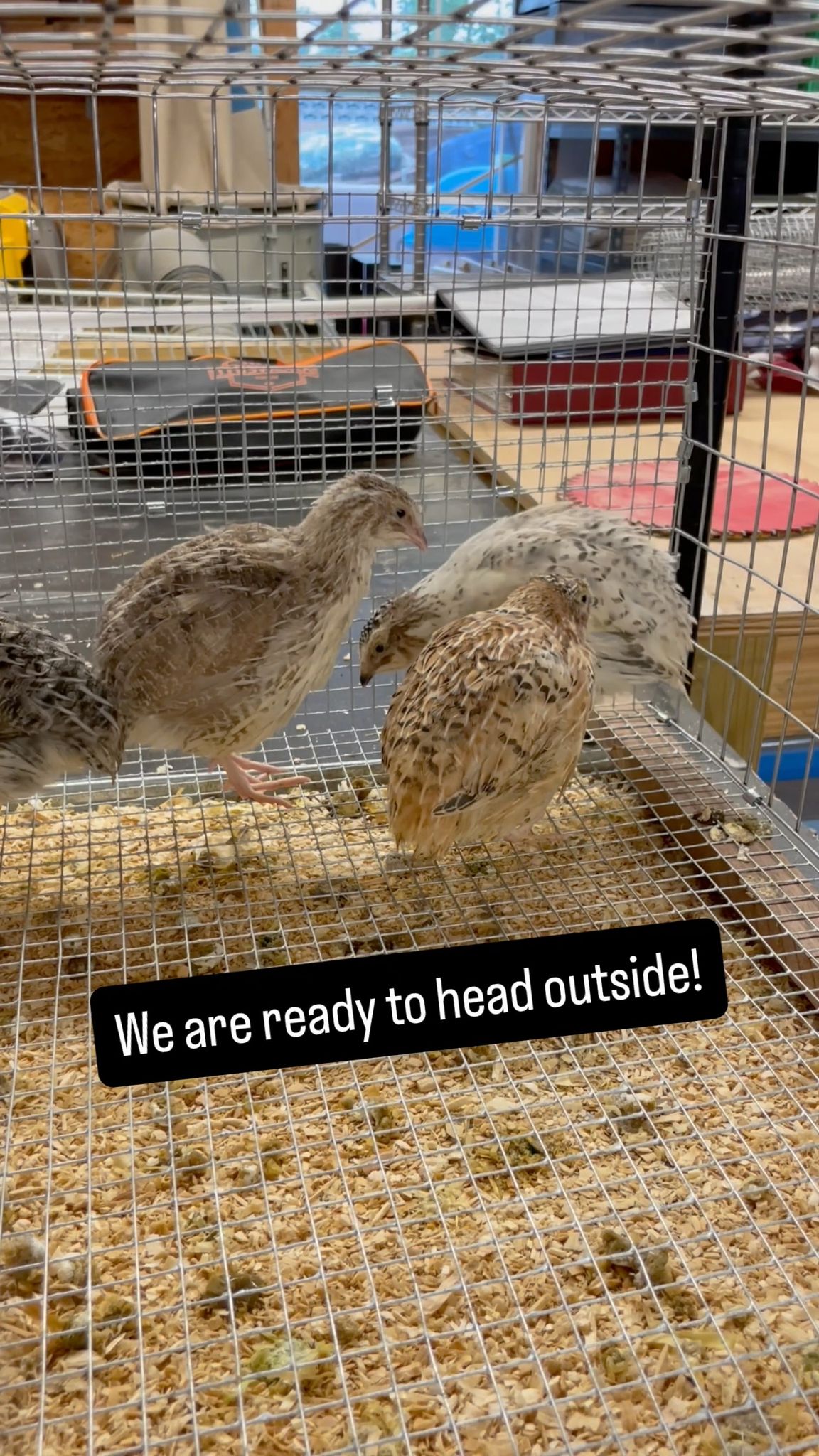 Thumbnail for If You Re Raising Coturnix Quail One Of The Most Exciting Milestones Is Moving Them From