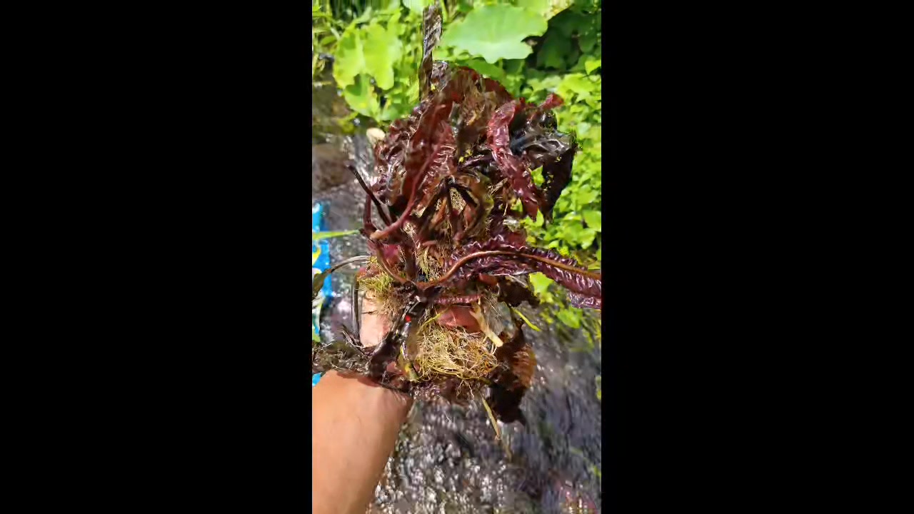 Cryptocoryne species found in Masbate