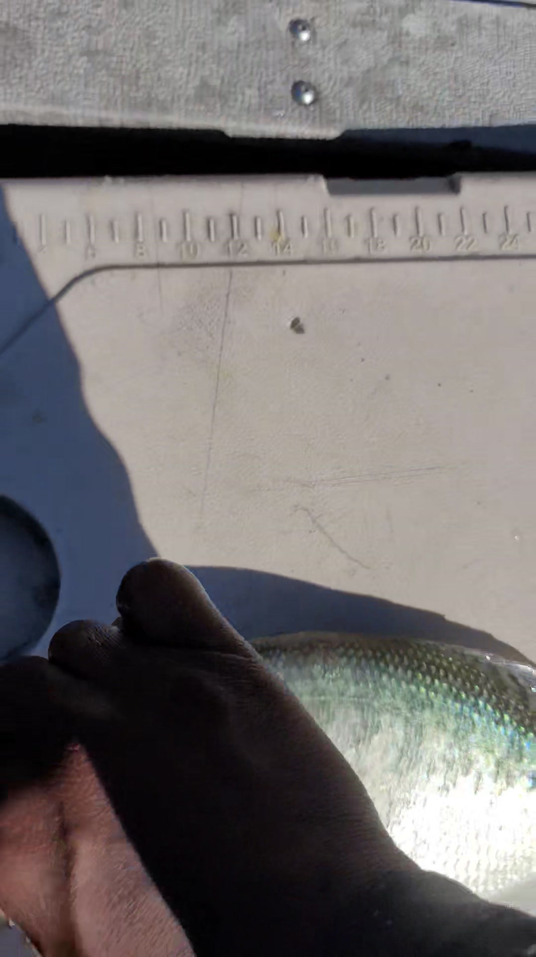 Crappie So Big He Was Throwing Back 12 Inch Fish! Wait Til He Opens The ...