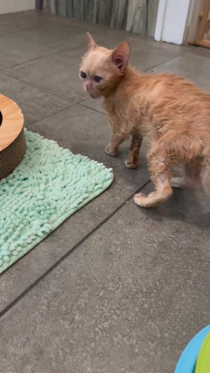 Last fall, Wyatt’s voice box suddenly grew up overnight when he let out ...