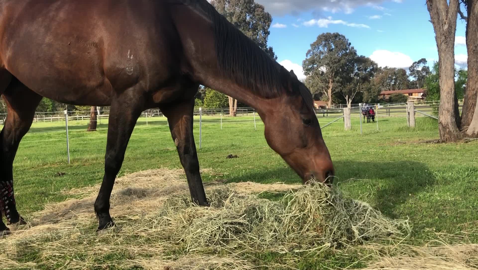 Neigh Hay Braidwood & South Coast - Home