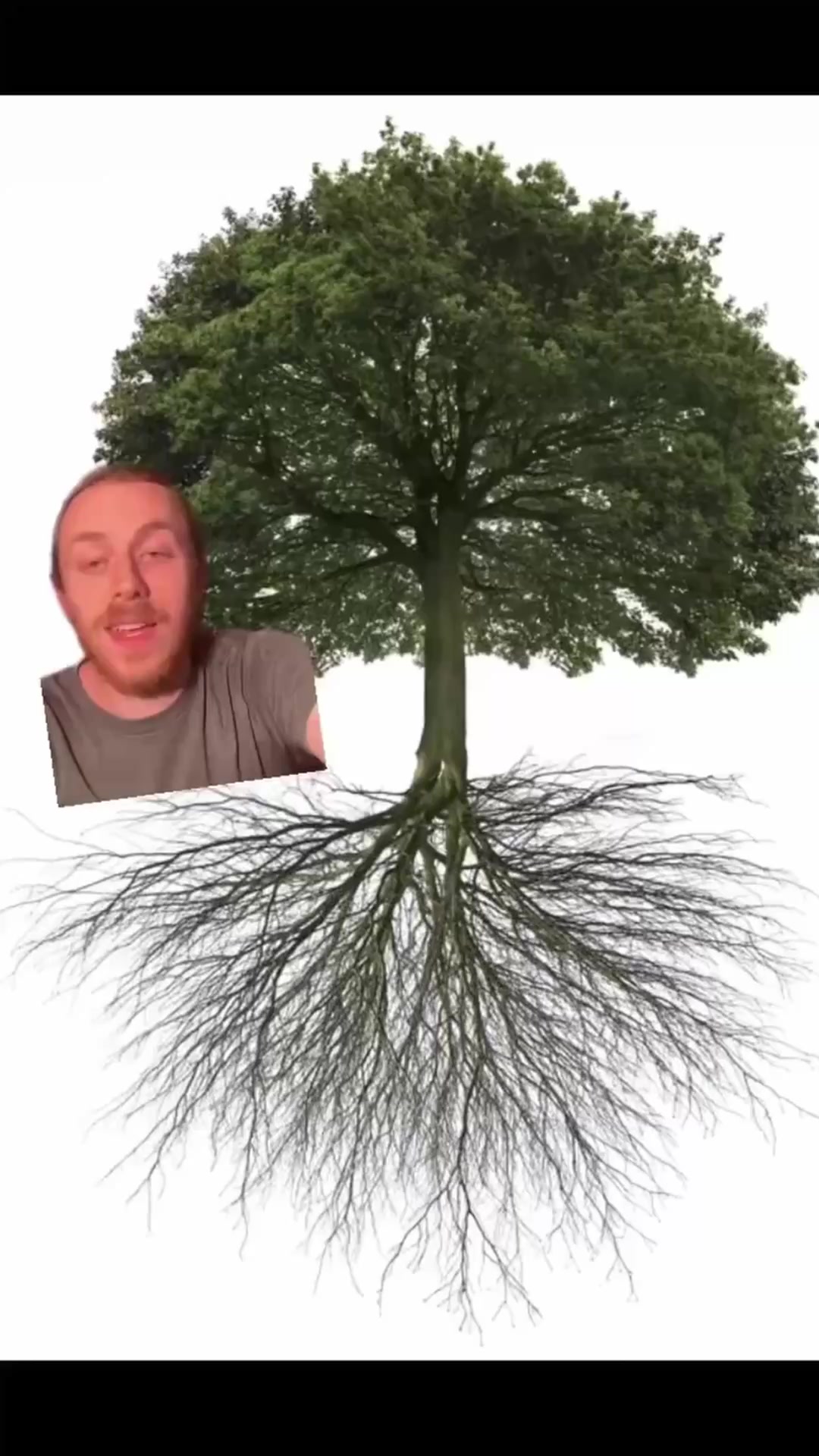 One of the biggest misconceptions about #trees is that most species ...