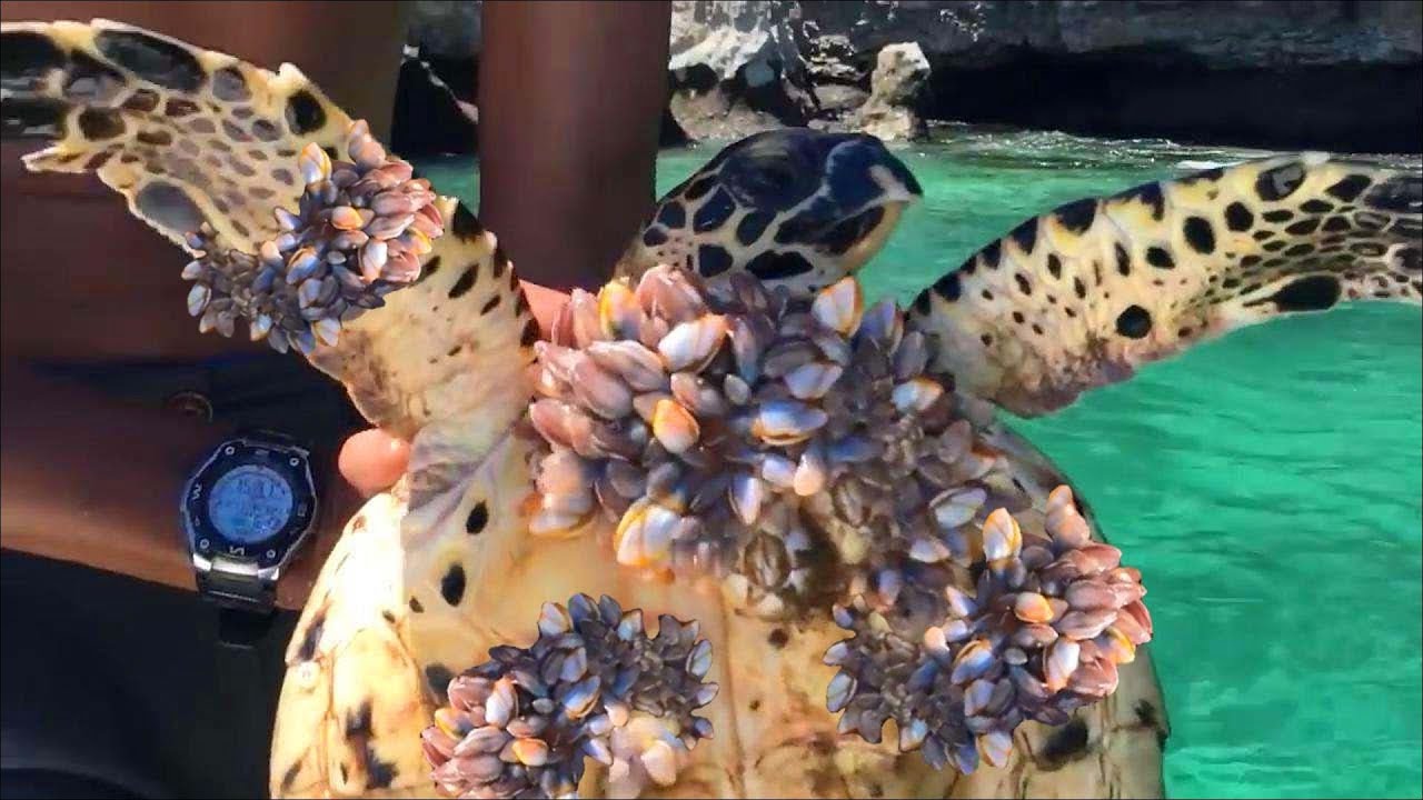 Rescue Sea Turtles, Removing Barnacles From Poor Sea Turtles -ウミガメを救出し ...