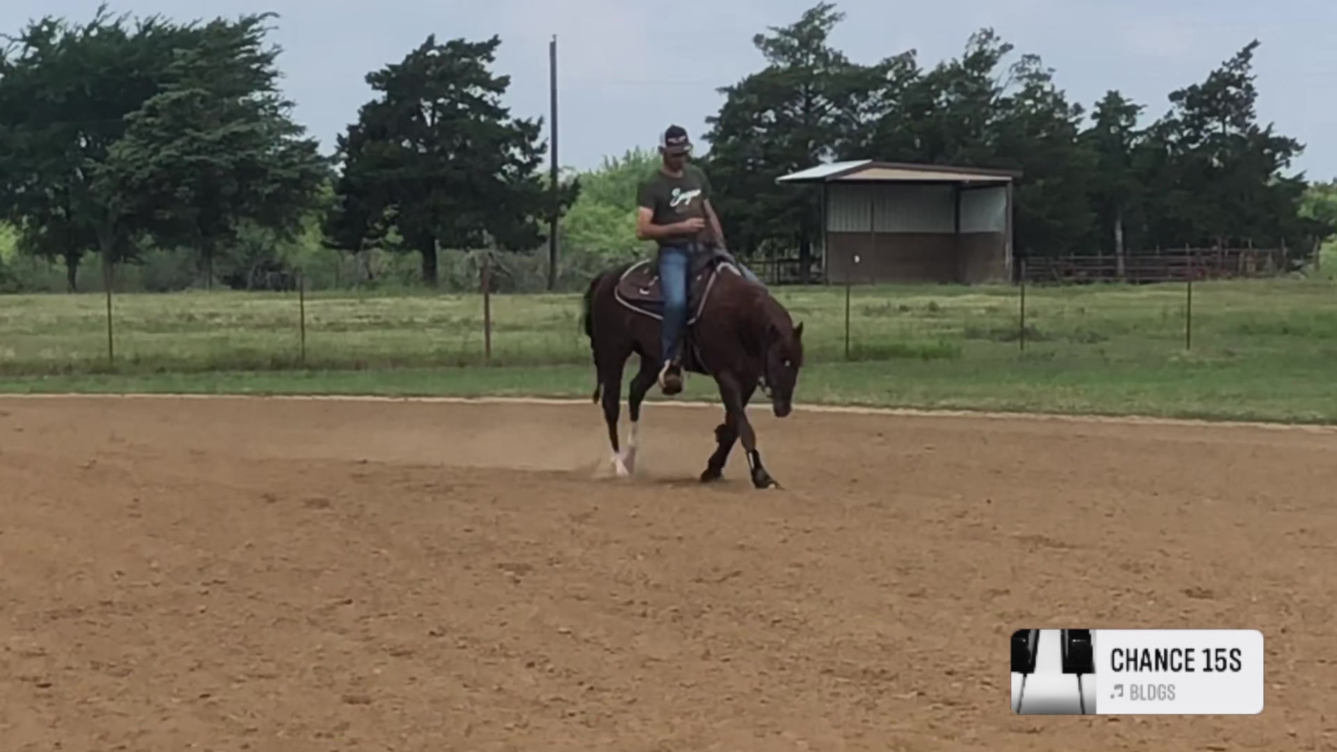 😍👌 Wizzbang (aka Merle) is... - Musacci Performance Horses