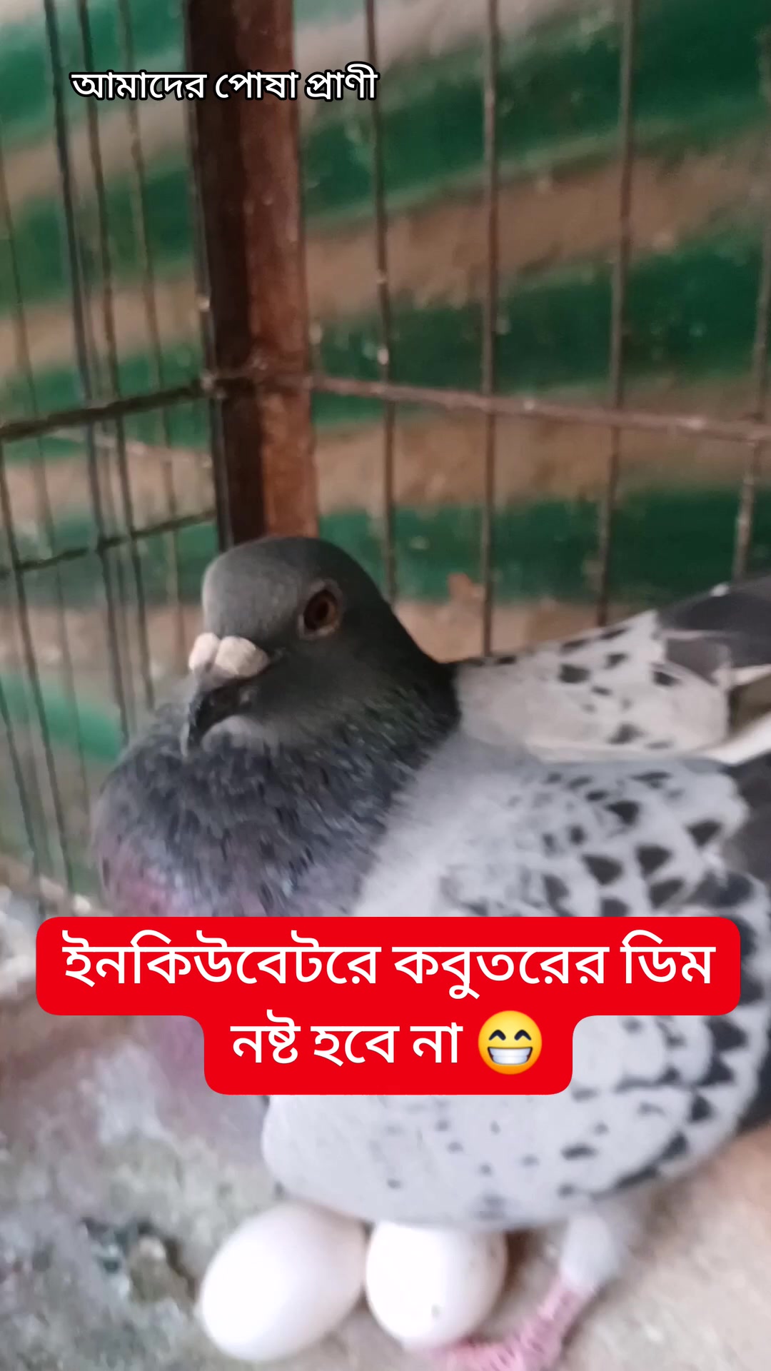 ইনকিউবেটরে কবুতরের ডিম নষ্ট হবে না 😁 #kobutor #কবুতরবাজ #কবুতর #pigeon ...