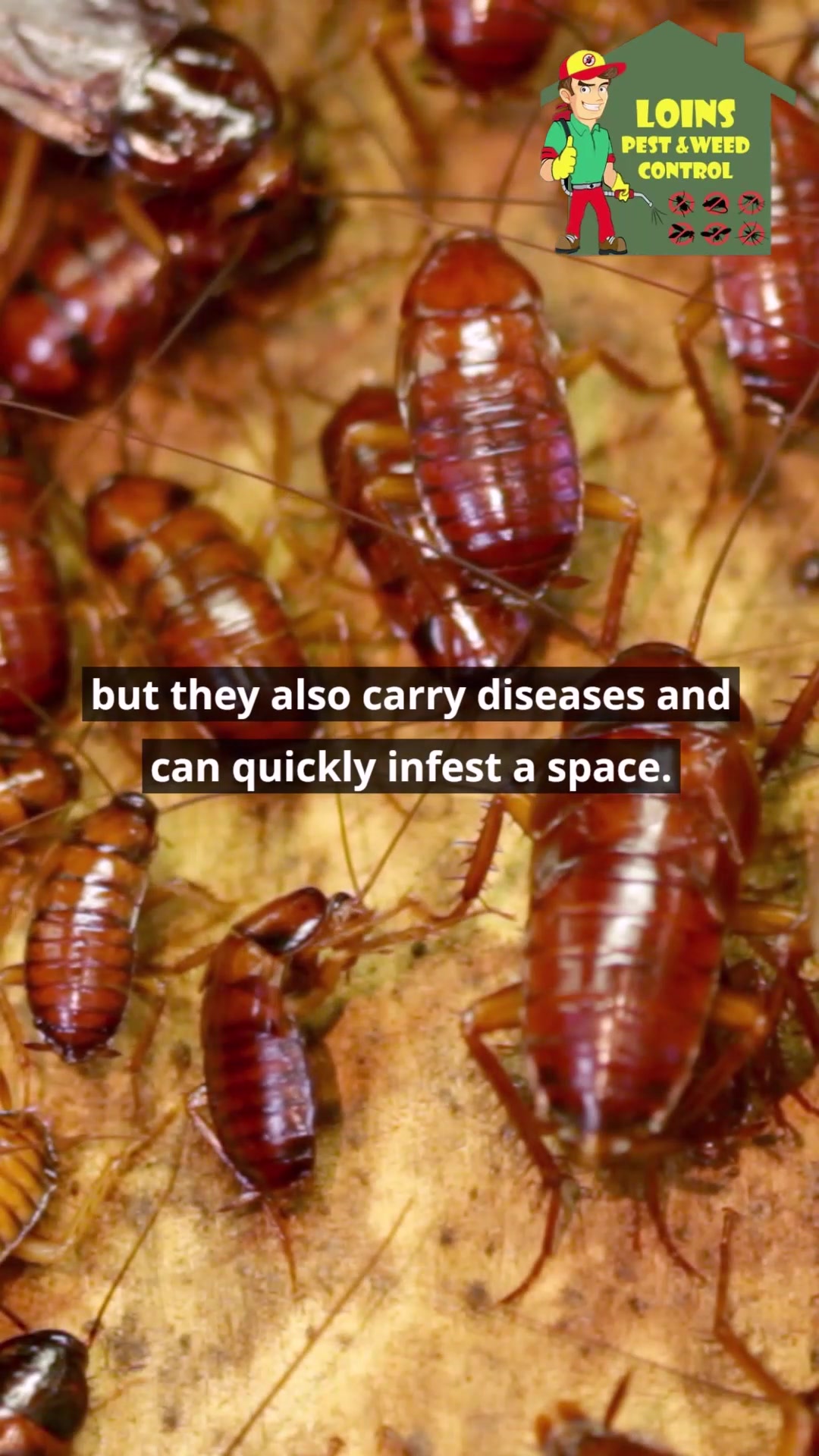 🔴 Attention Perth Residents! Say Goodbye to Cockroach Infestations with ...