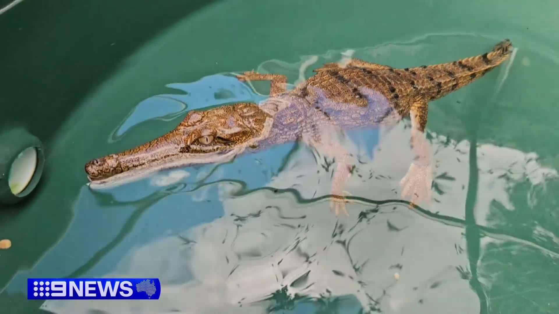 #9News brought you the wild and wacky tale of a baby croc, discovered a ...