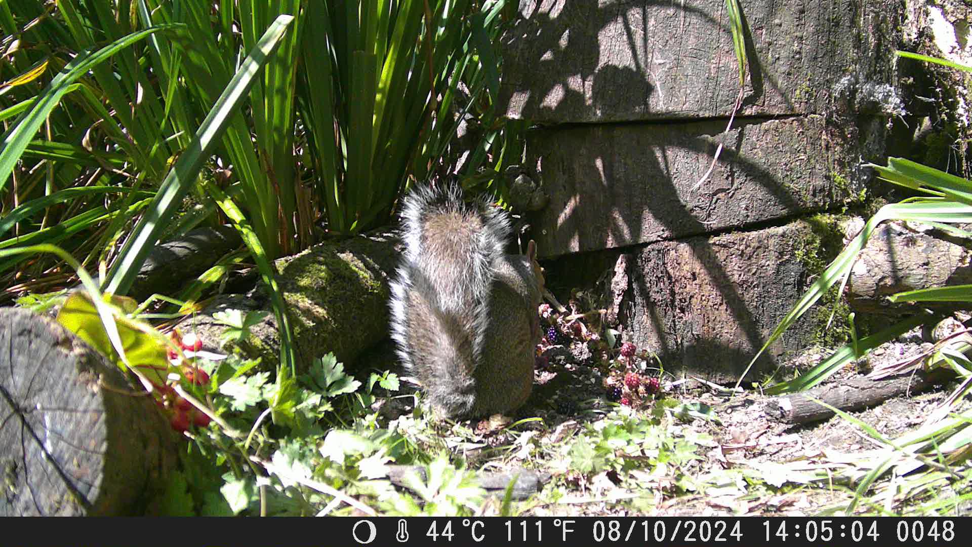 Magpie and a squirrel cleaning up at the feeders | Steve Midgley ...