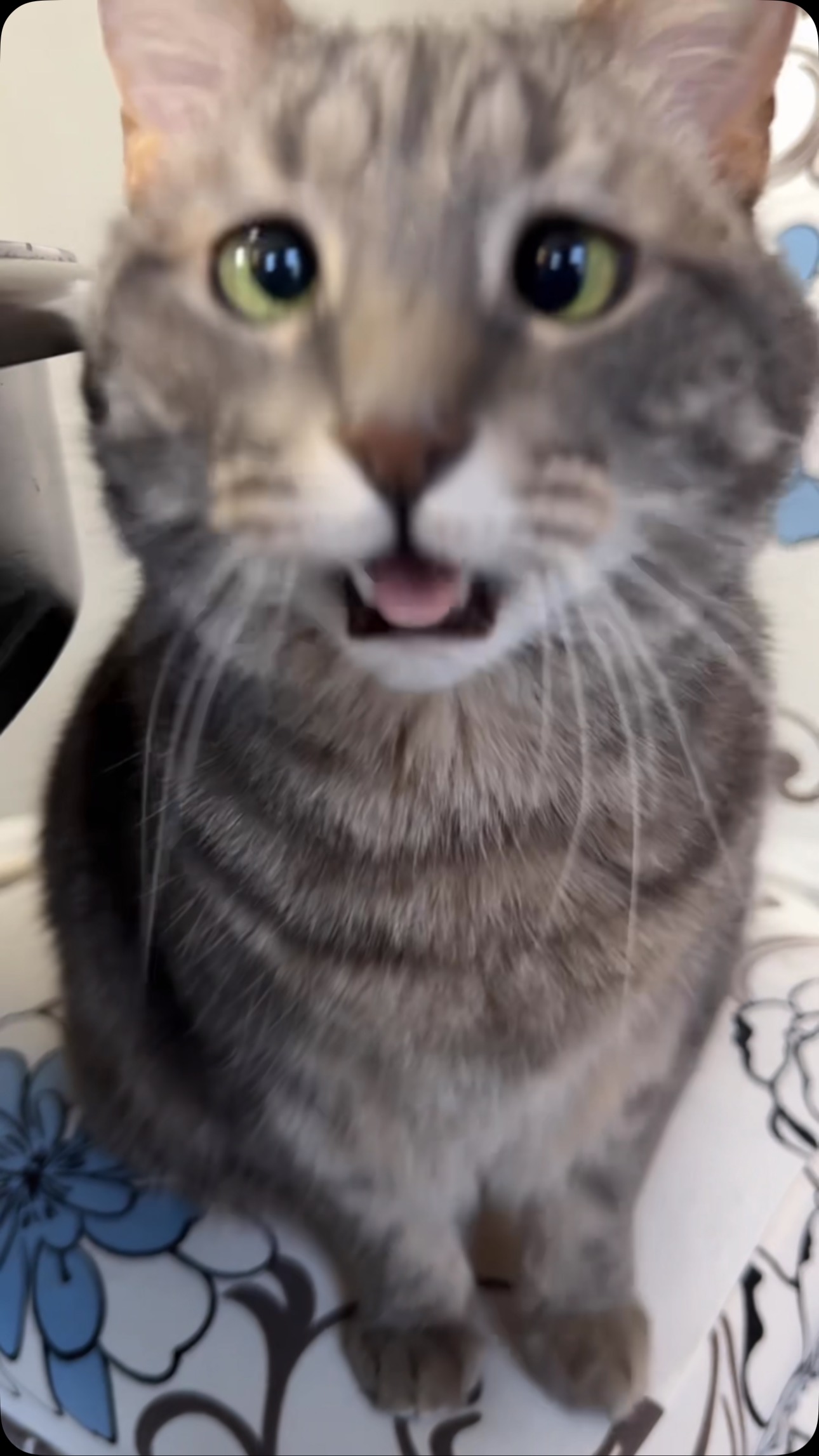 Flashback to yesterday for some sweet meows Snacks make Monday better ...