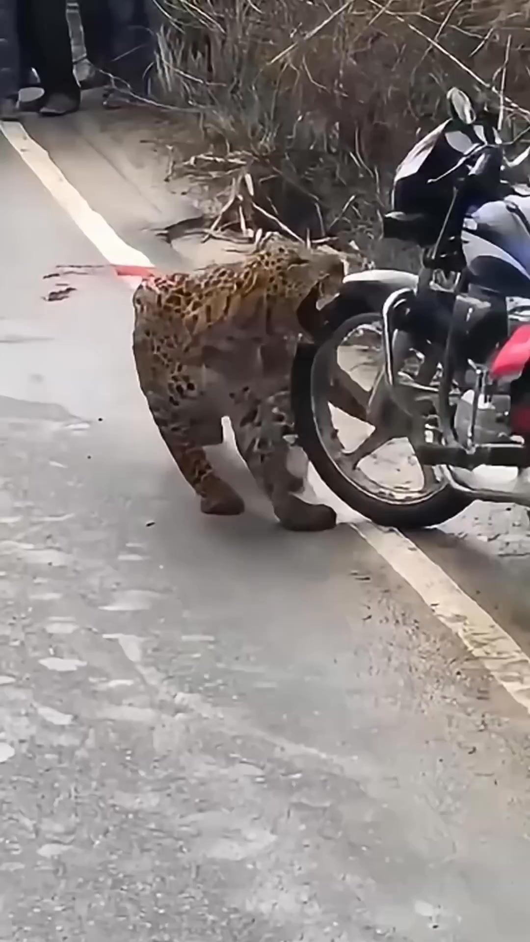 Leopard’s pounce.-1#animals #leopard #rescue #healing #cute #amazing # ...