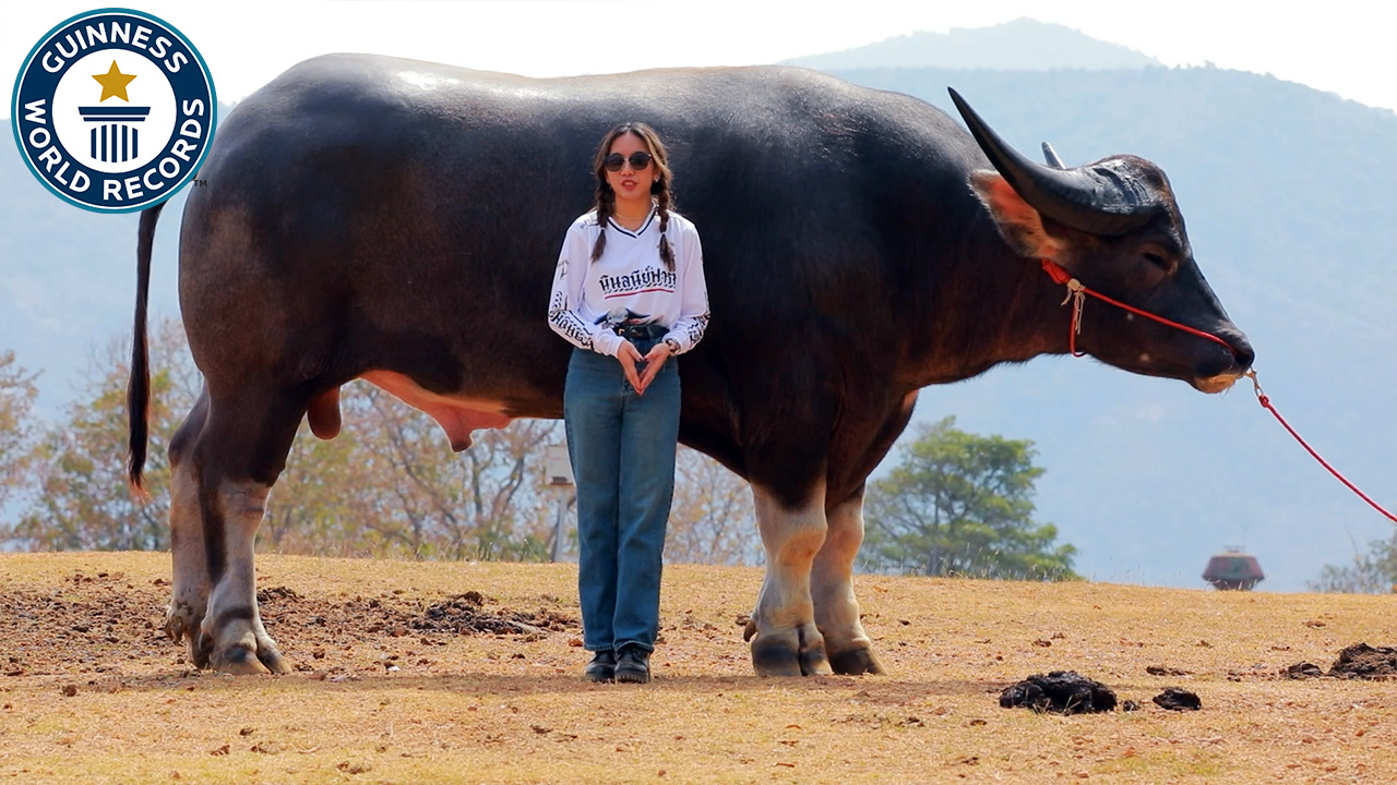 Tallest living water buffalo - King Kong who measures 185 cm (6 ft 