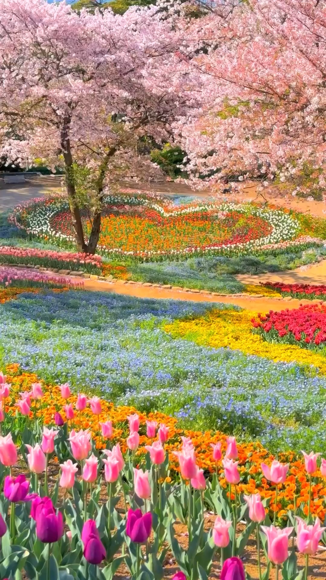 A FIELD THAT LOOKS LIKE A DREAM 🇯🇵 Somewhere in Osaka, there's a