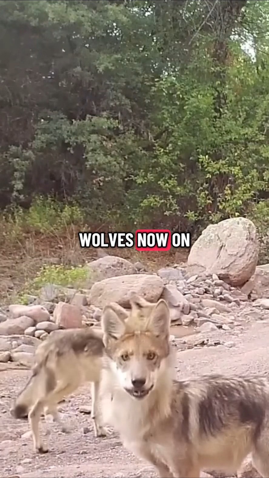 Lawmakers are weighing a proposal that would remove the Mexican wolf ...