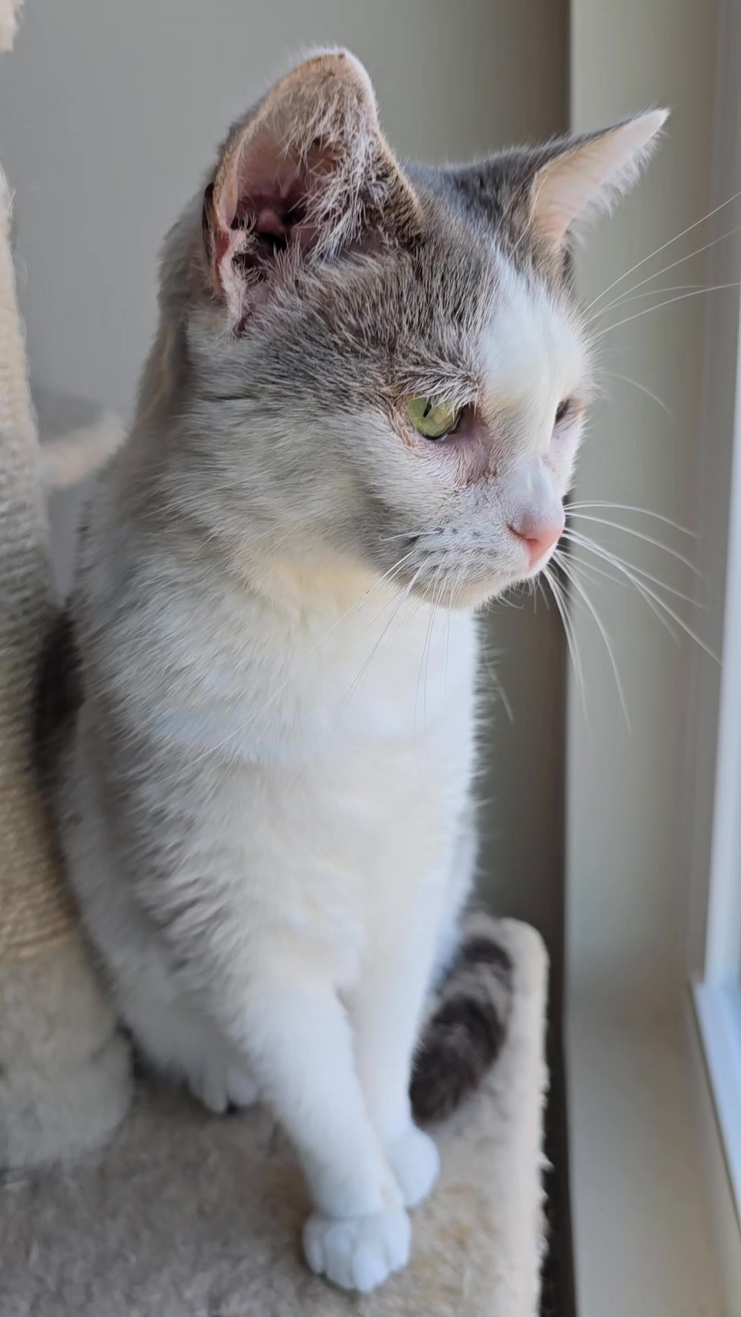 Adopt Merle!😽 #purrfecthearts #cat #rescue #NorthCarolina #nonprofit # ...
