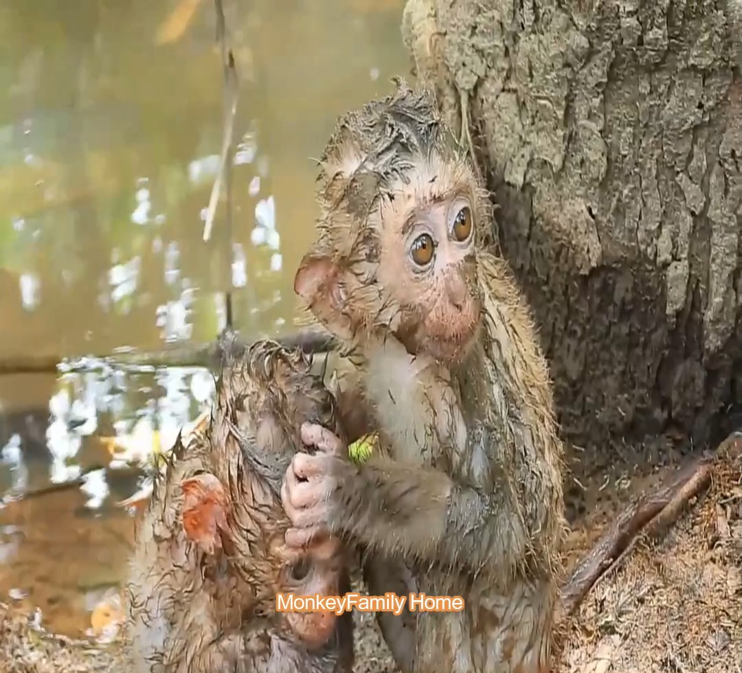 I go to see a baby monkey floating in the water and giving him food and ...