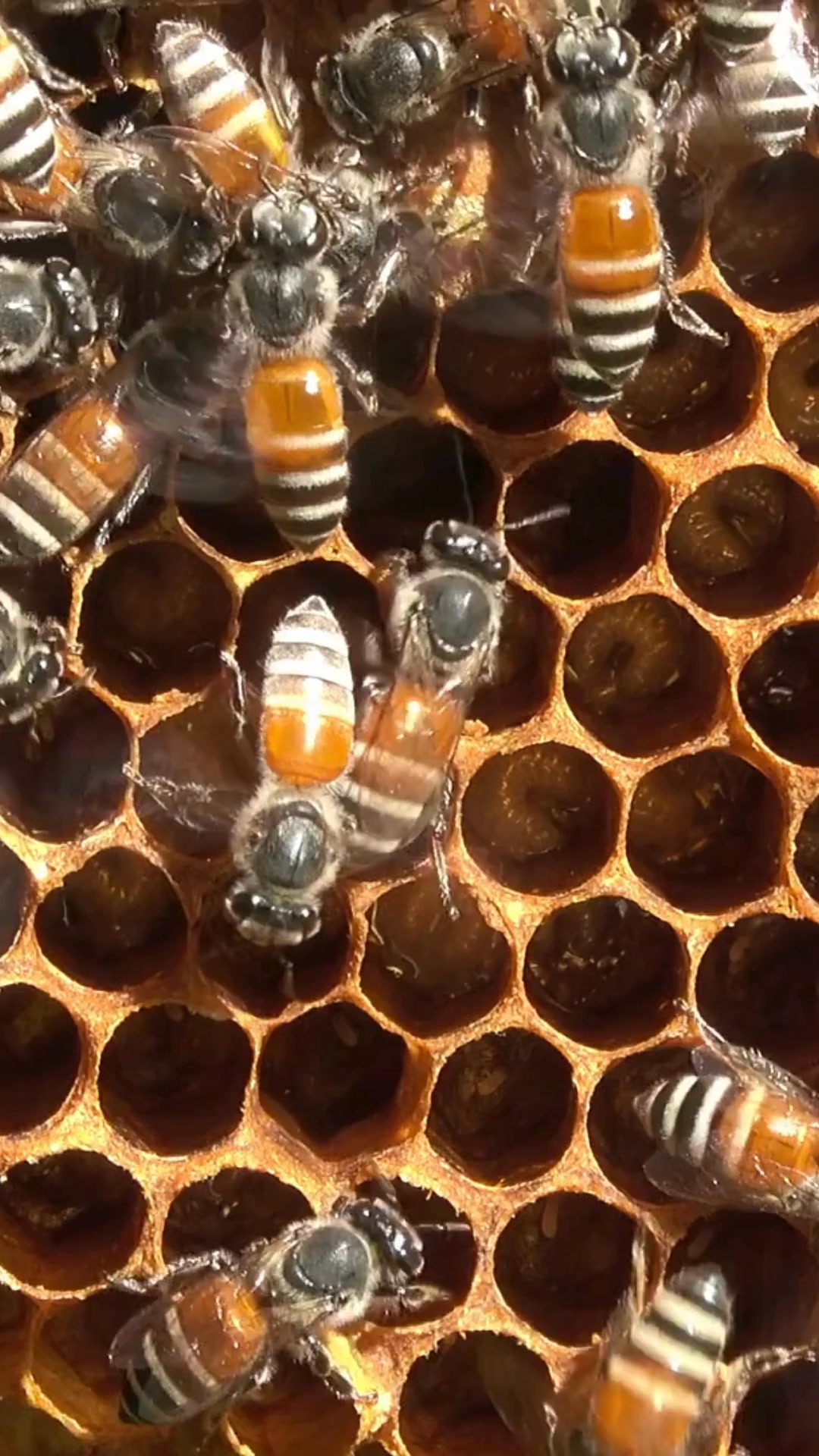 It’s all fun and games until someone spikes the honey. The natural ...