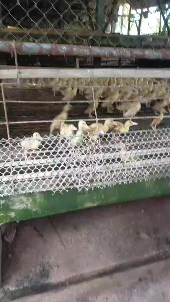 Sa mga ka-ducks natin sa Cavite, Batangas, Rizal at syempre Laguna ipon ...