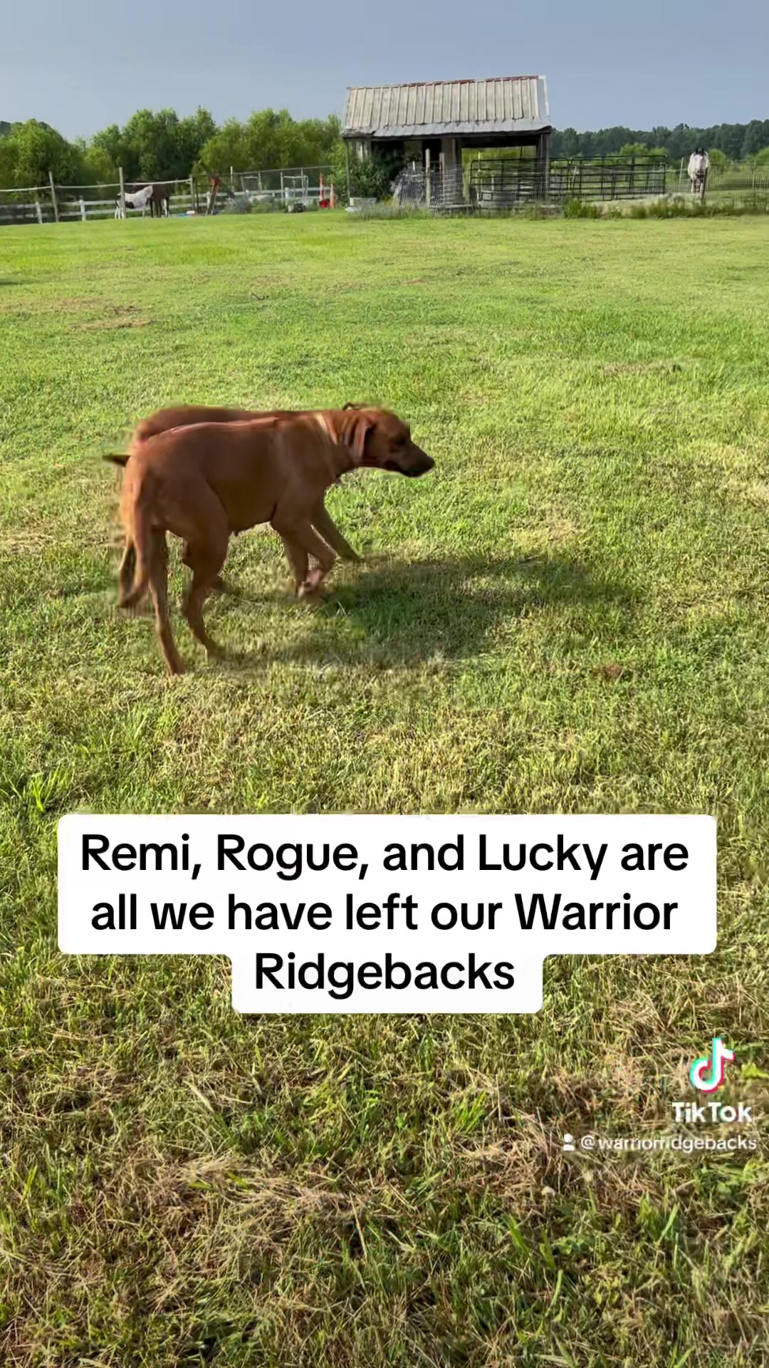 Warrior Ridgebacks | Four Oaks NC