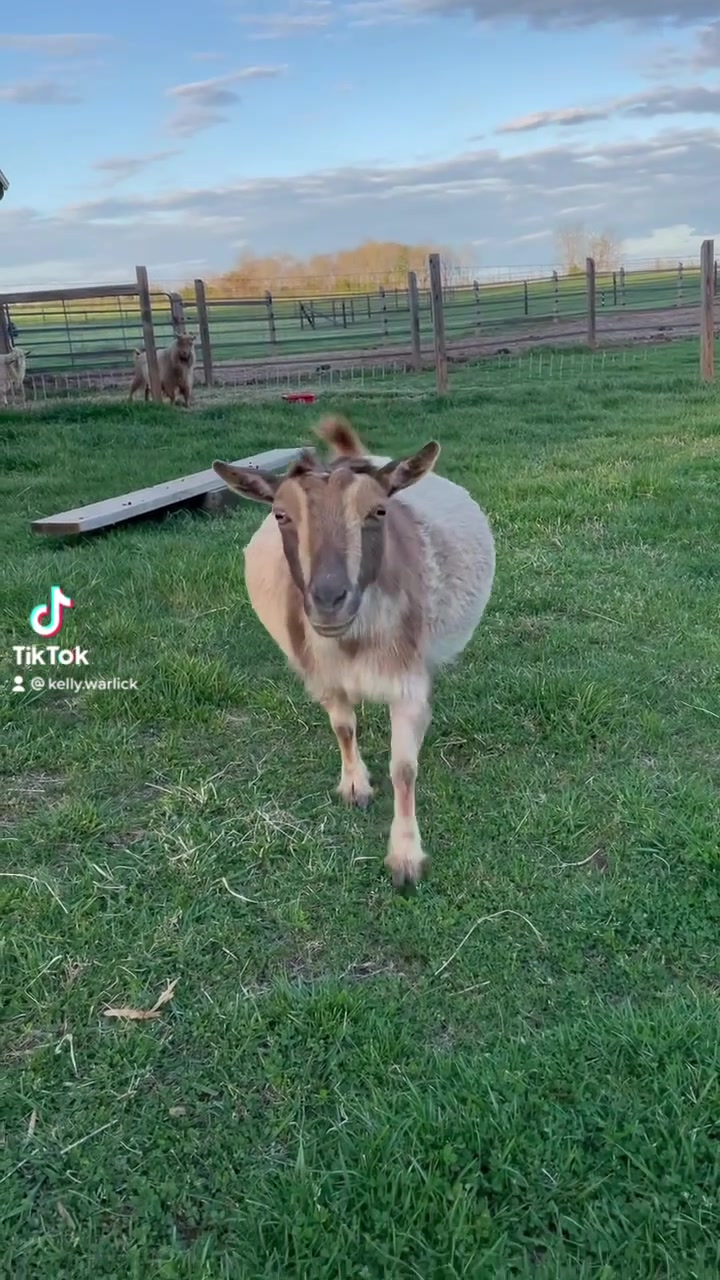 Warlick–Huffman Farm photo 2