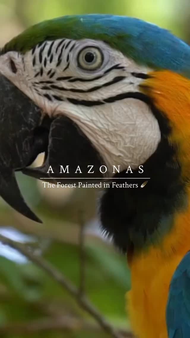 🦜 Meet the Blue-and-Yellow Macaw (Ara ararauna). Famous for their ...