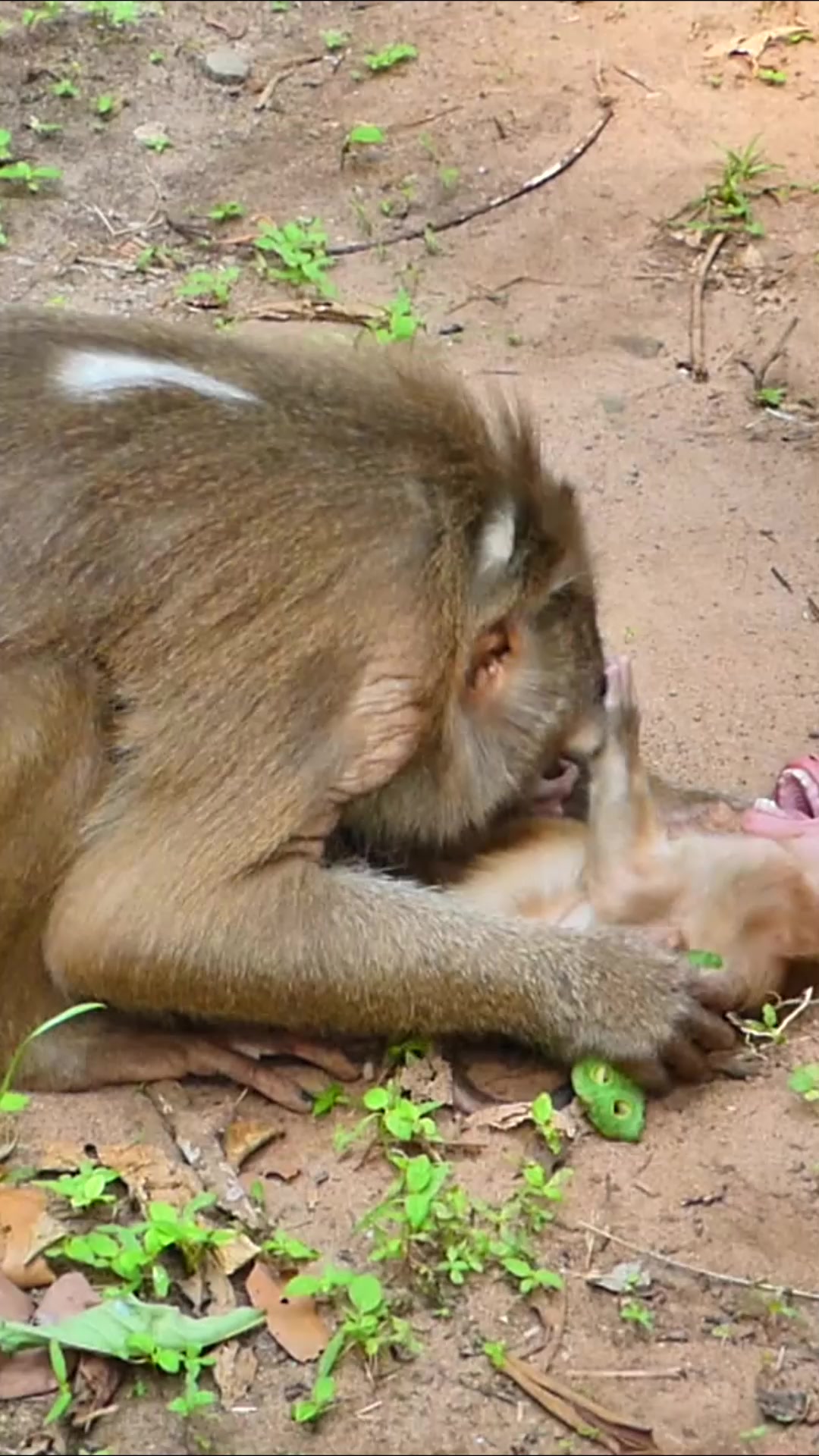 04-20-25 adorable baby and abandoned monkey in wild 011 #cuteanimals # ...