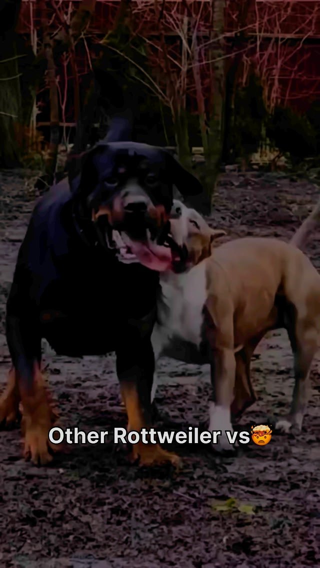 Wait for my Rottweiler 😱 @rottweiler_the_bruzzo9212 #rottweiler # ...