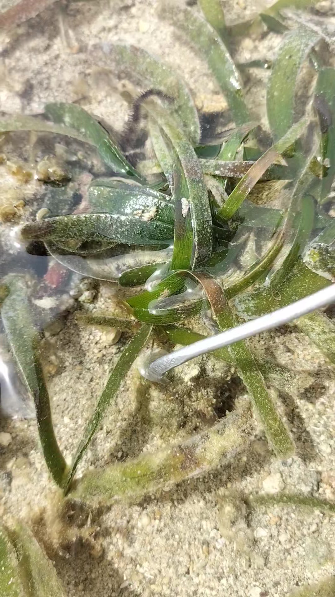Makalingaw gyud manguha ug Bug-atan. #seashorevibes #seaadventure # ...