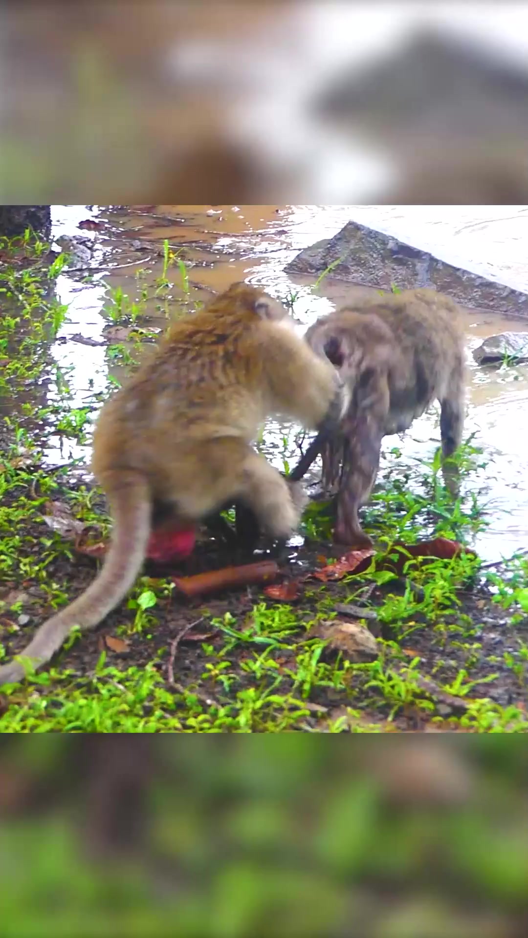 Monkey Magic