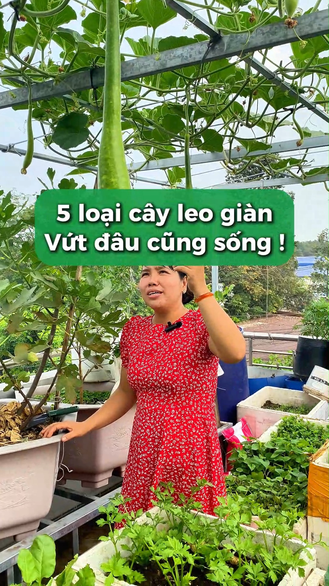 Bạn đang tìm kiếm những loại cây leo dễ trồng, không cần chăm sóc nhiều ...