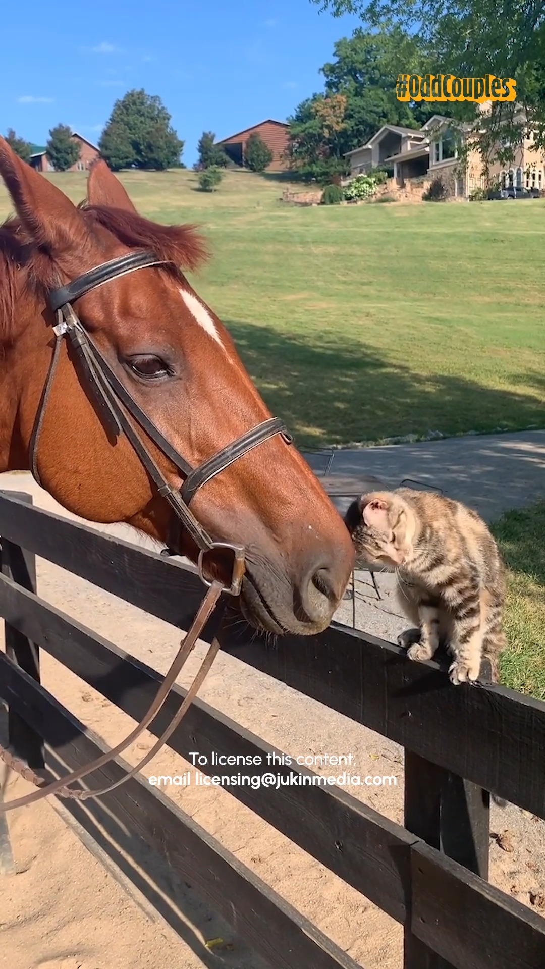Horse Kisses! 😘🐴😻 #Horses #Cats #CatLovers #CatLife #Funny