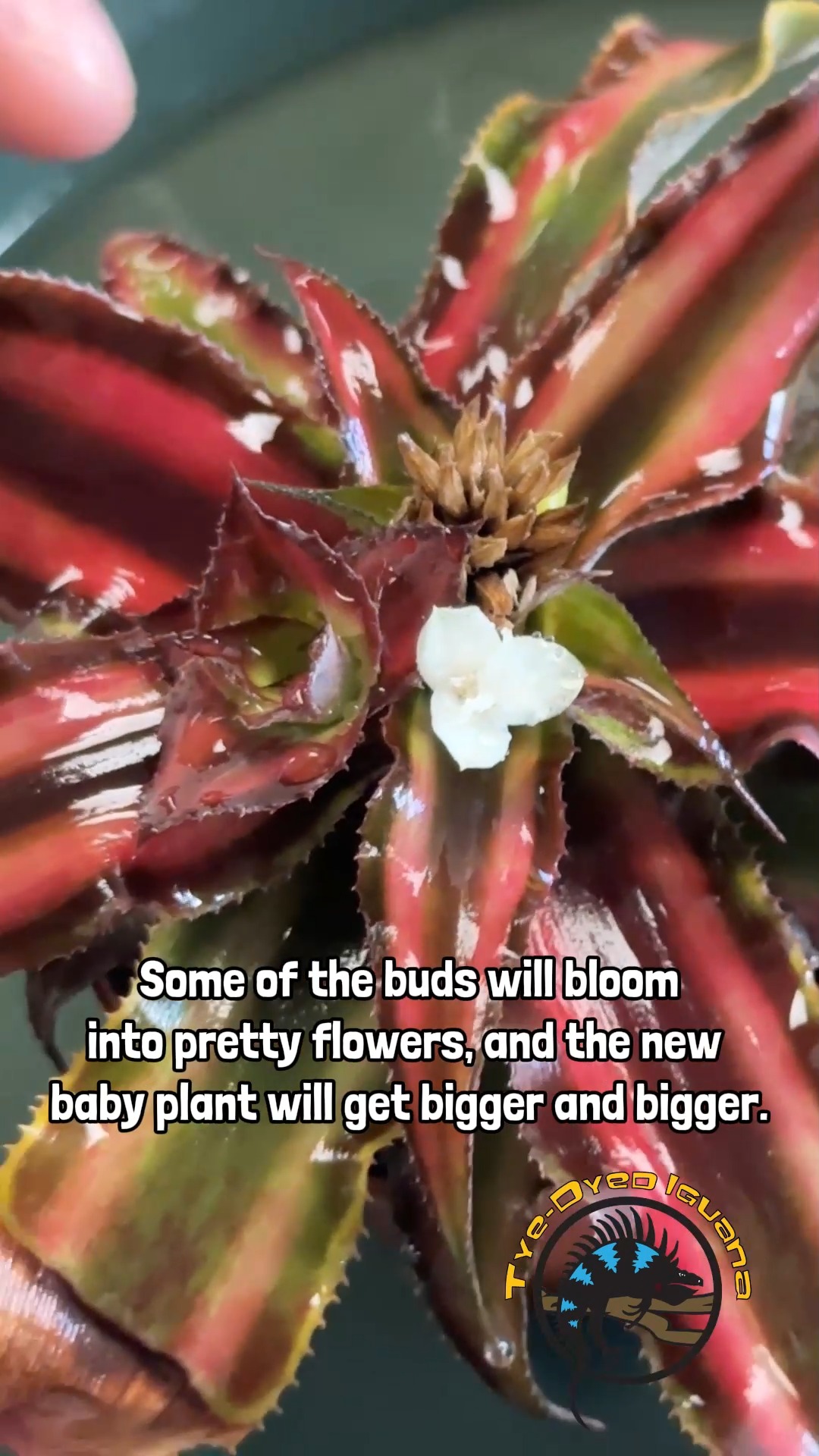 Cryptanthus 'Love Potion # 9' ready to bloom.