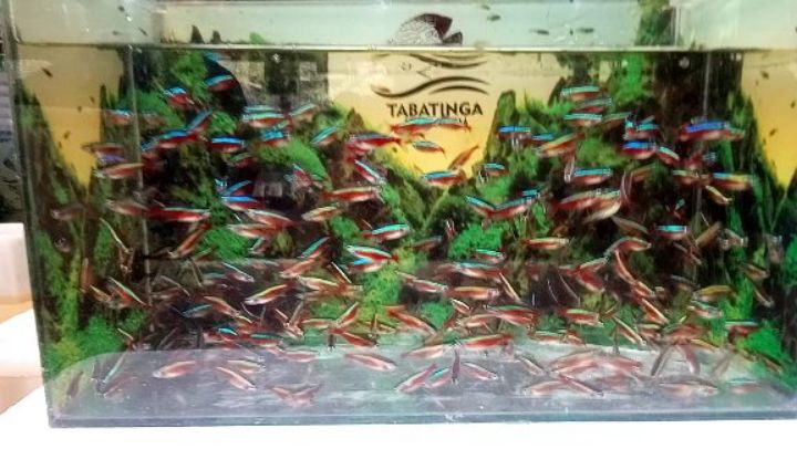 Tabatinga Aquarium