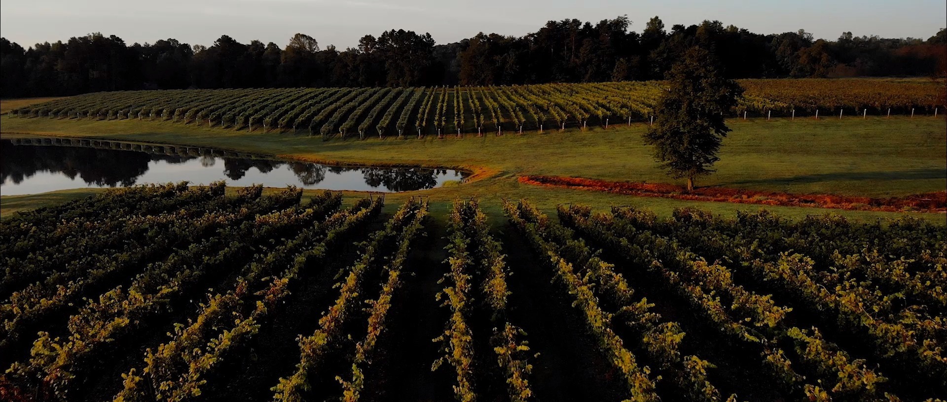 Shadow Springs Vineyard - Home | Facebook